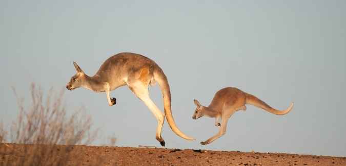 kangaroos 1