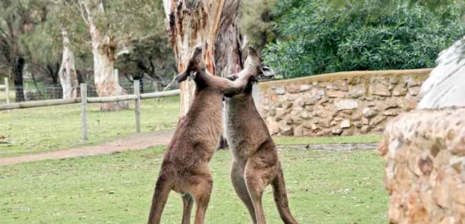 kangaroos 3