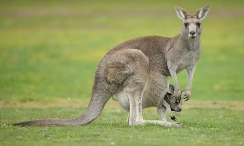 Describe kangaroos